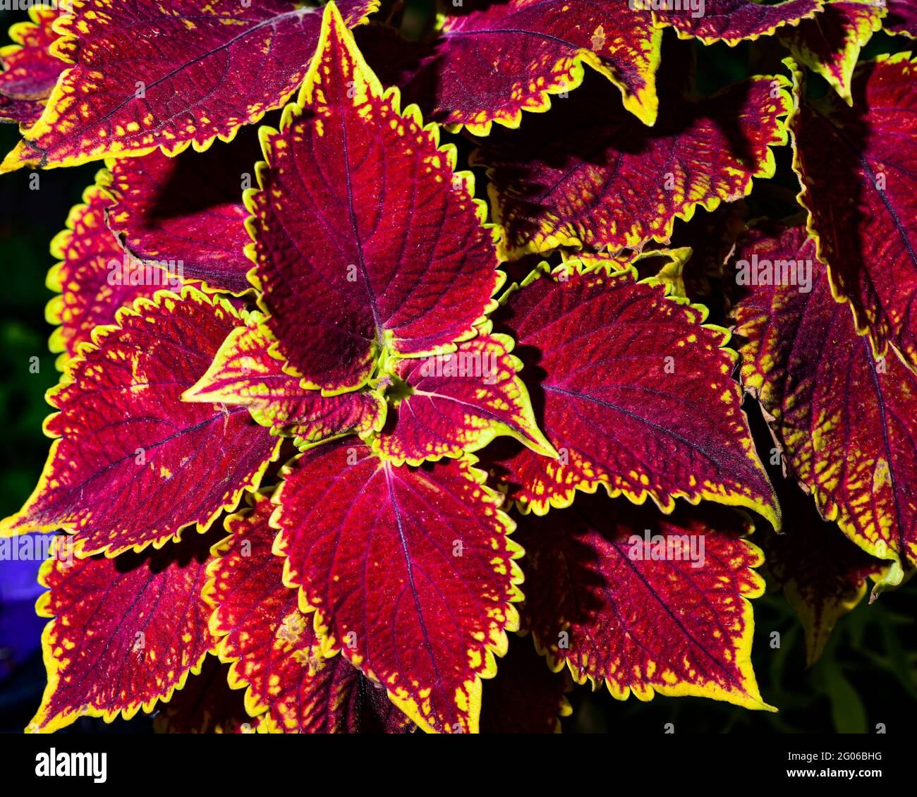Top view of Coleus bushy woody based evergreen perennial decorative flowering plant with dark red leaves, belonging to the Labiatae family. Stock Photo