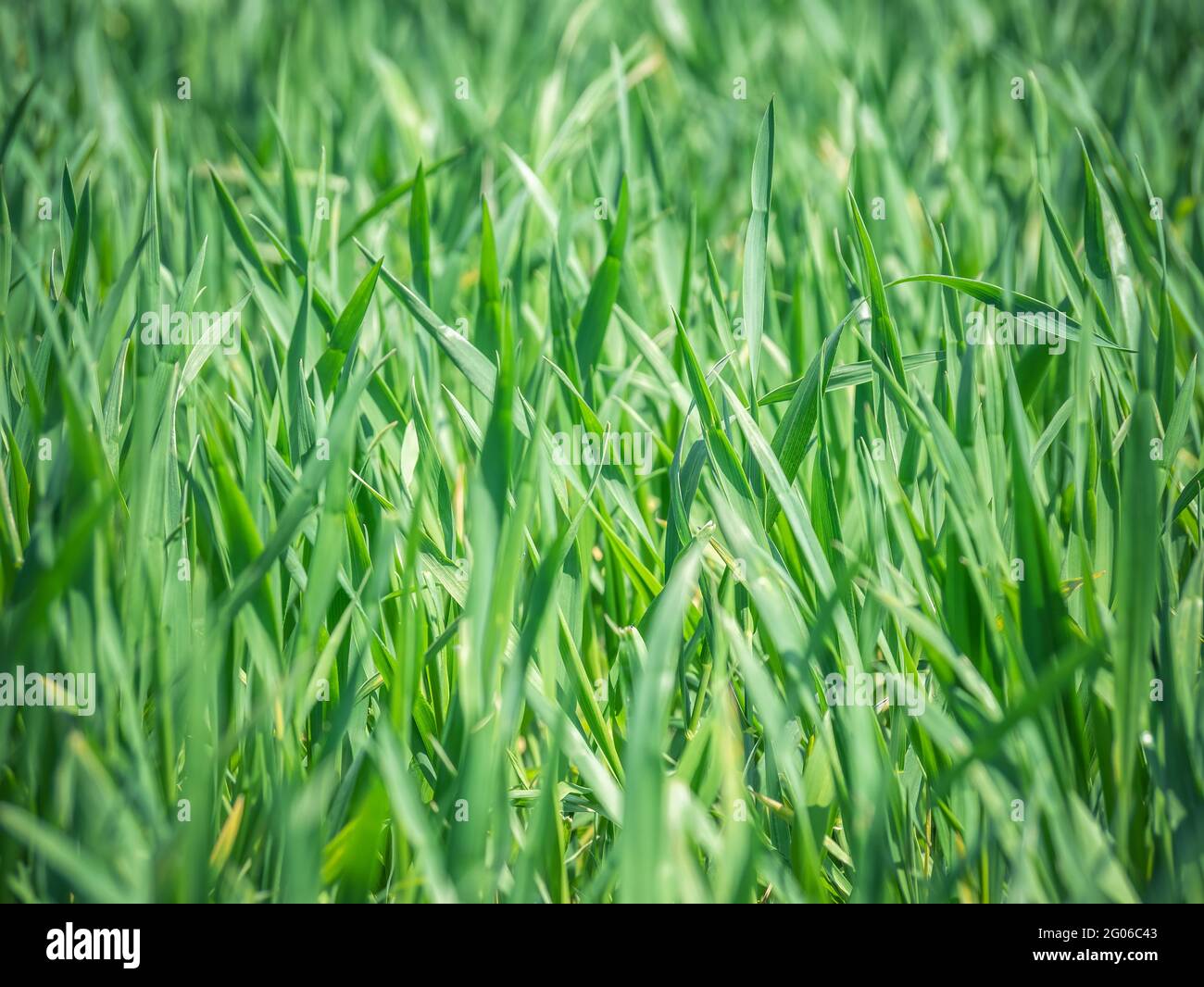 Natural fresh green grass texture background Stock Photo - Alamy