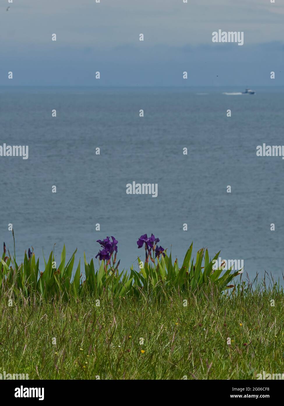 A small clump of irises amongst grass on a cliff top, with an expanse of sea extending to a clouded horizon. A small motor boat disrupts the stillness Stock Photo