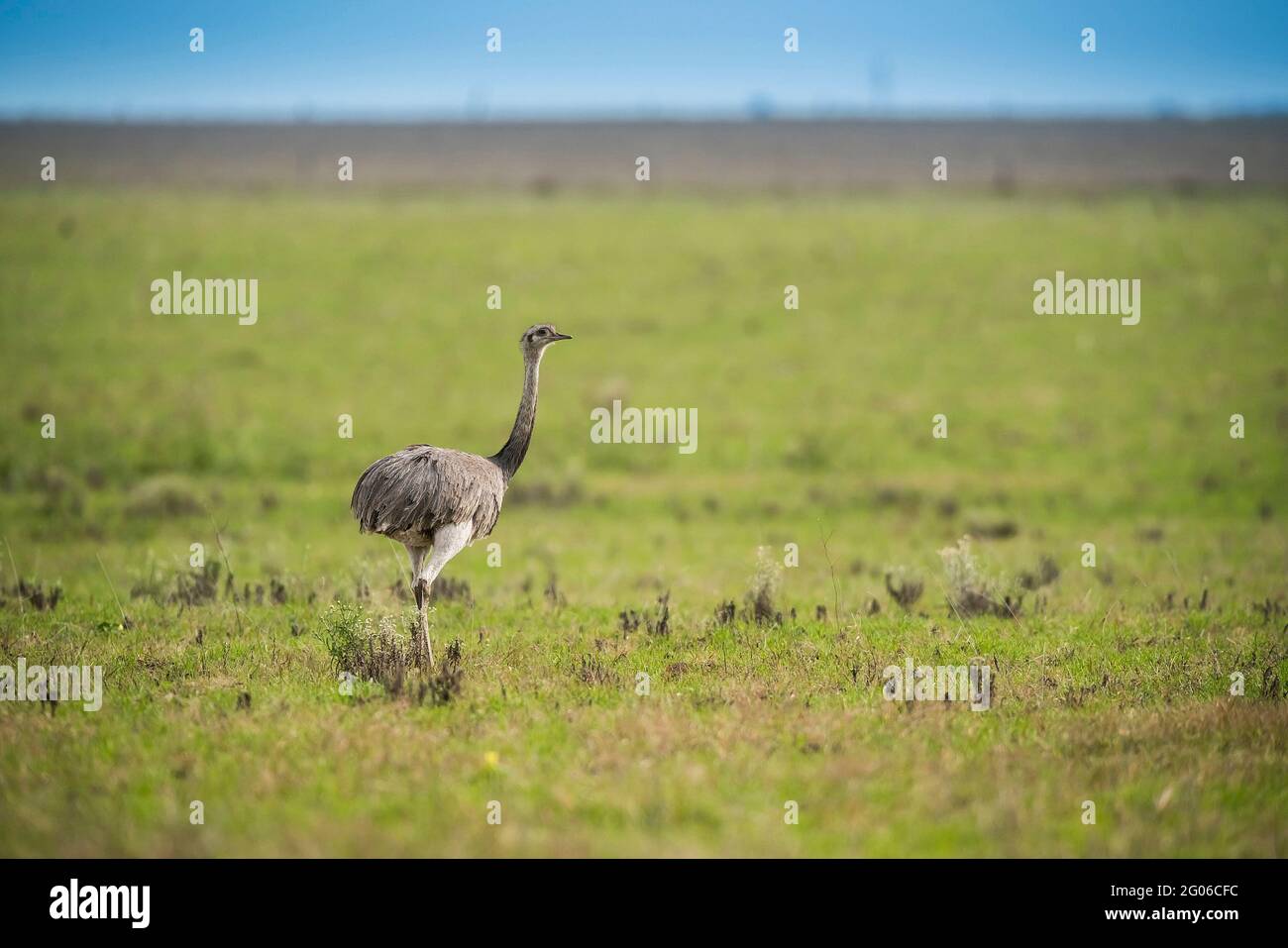 Greater Rhea, (Rhea Americana) in Pampas plain environment, La Pampa ...