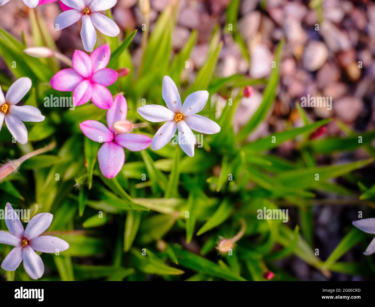 Brightly coloured Rhodohypoxis flowers with stones and shingle as background, with copy space Stock Photo