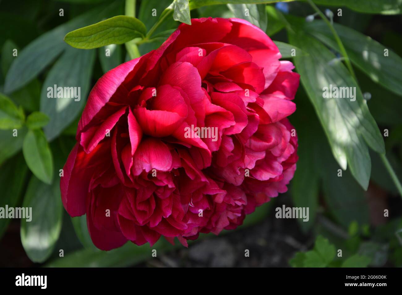 Paeonia Officinalis Rubra Plena, Red Peony, Cambridge UK, Purely Beautiful and Peaceful Floral Space Stock Photo