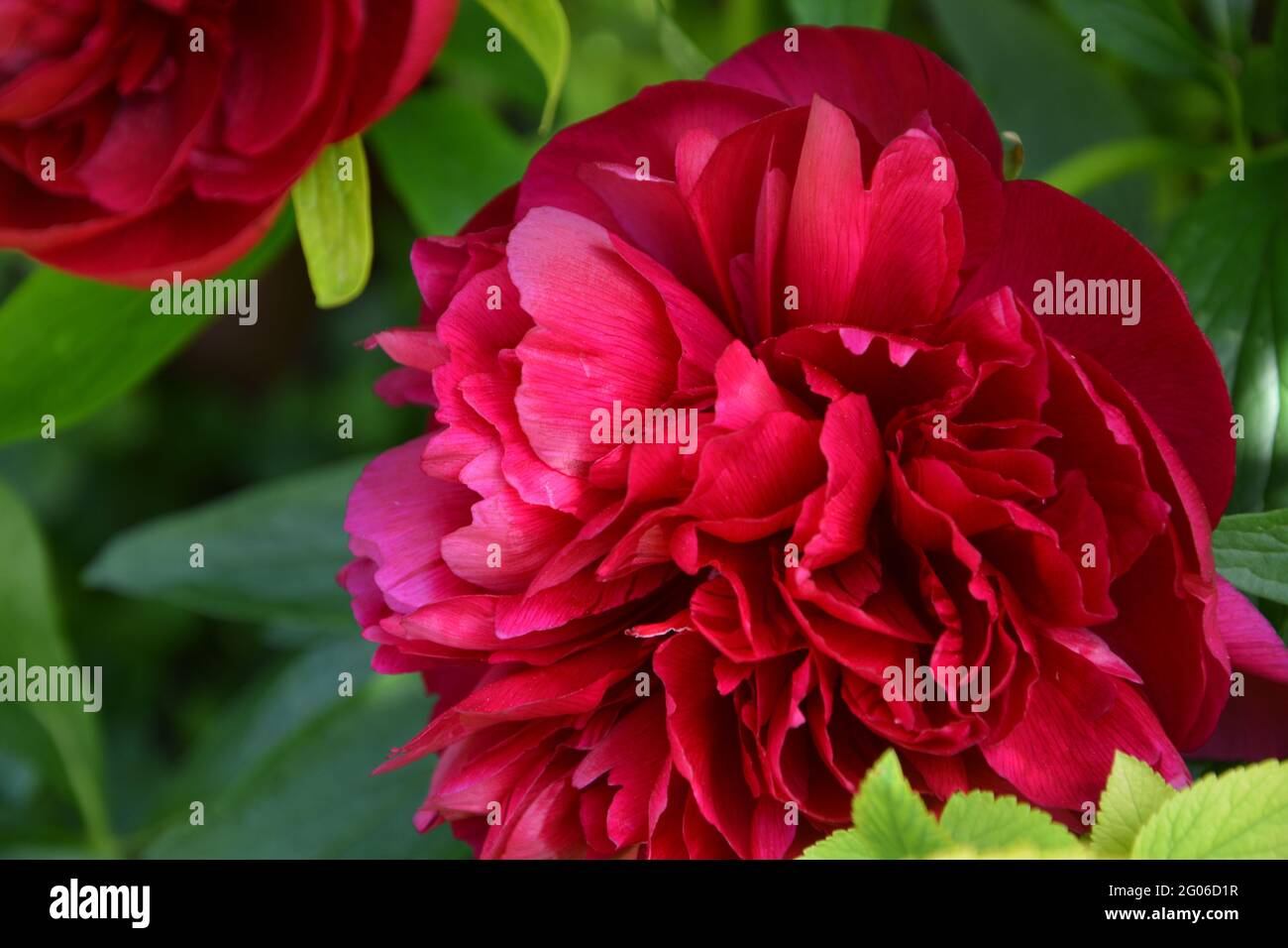 Paeonia Officinalis Rubra Plena, Cambridge UK, Purely Beautiful and Peaceful Floral Space Stock Photo
