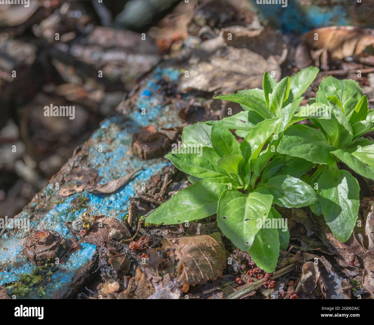 Early Spring leaves of weed growing in ccracks of an abandoned farm trailer. Possibly an Epilobium of Willowherb family / Onagraceae.  Weeds growing. Stock Photo