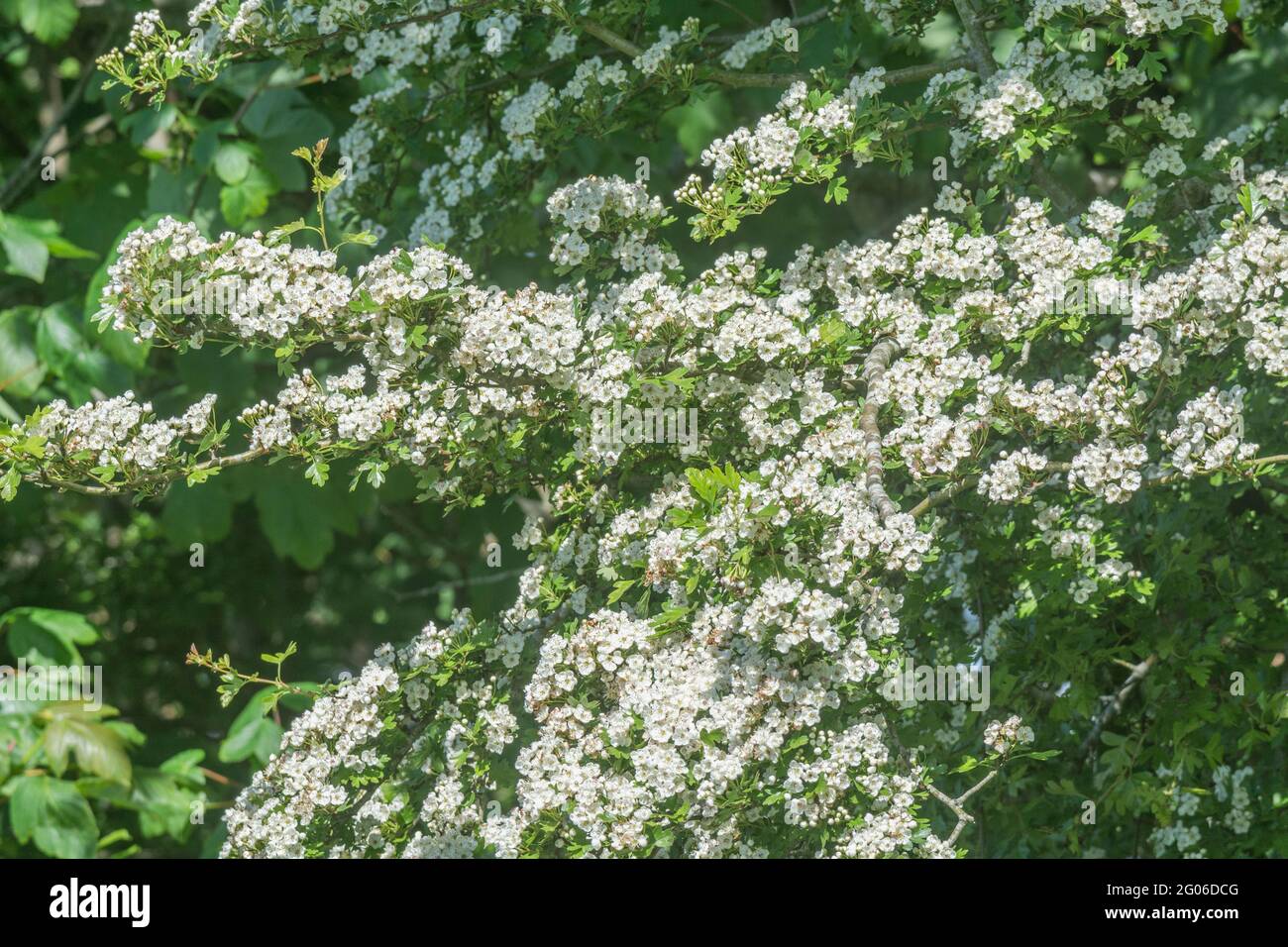 Massed white flower blossom of Hawthorn tree / Crataegus monogyna in