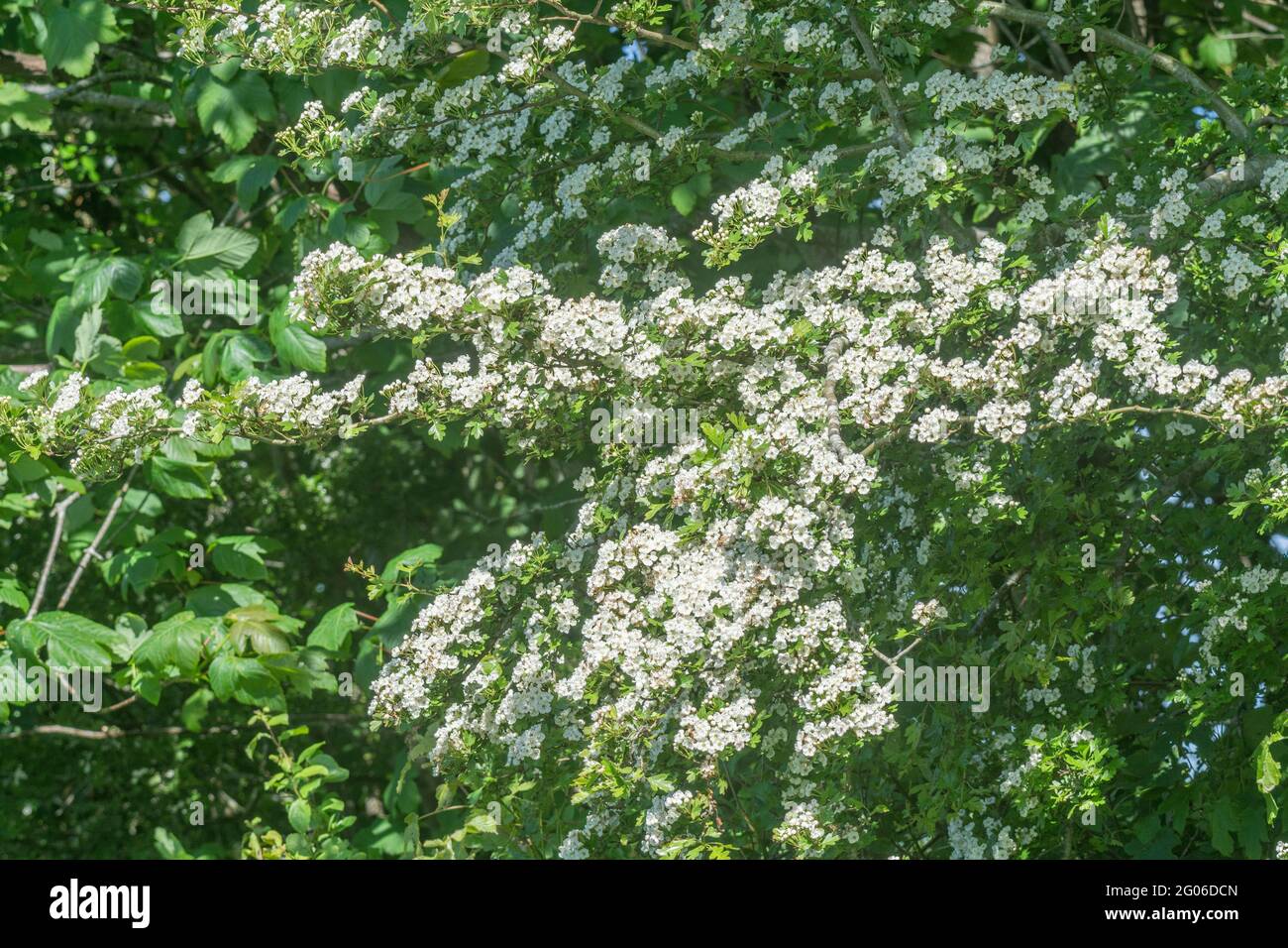 Massed white flower blossom of Hawthorn tree / Crataegus monogyna in