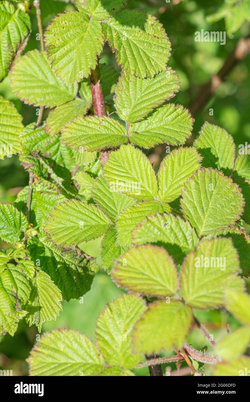 Foliage / leaves of Bramble / Rubus fruticosus agg. Medicinal plant once used for herbal remedies, while familiar Blackberry fruits used as food. Stock Photo