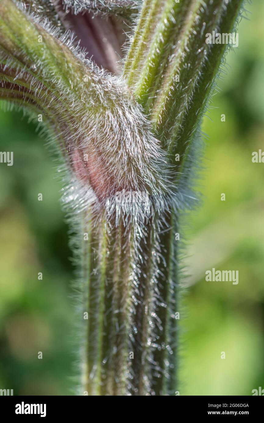 Close-up shot of bristly hairs / trichomes on the stalk of a Hogweed / Heracleum sphondylium hedgerow plant in May sunshine. Sap blisters skin. Stock Photo