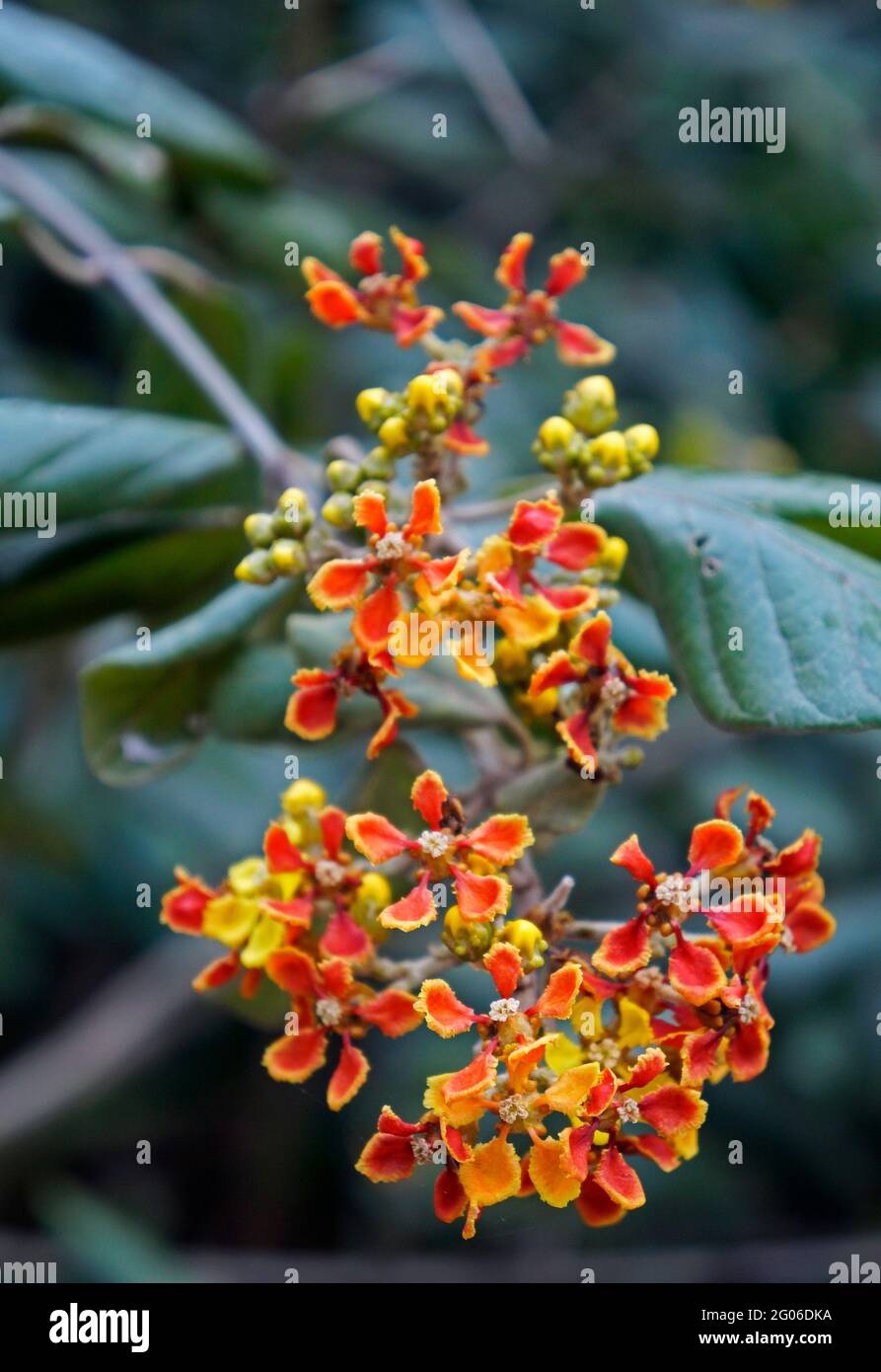 Orange wild flowers hi-res stock photography and images - Alamy