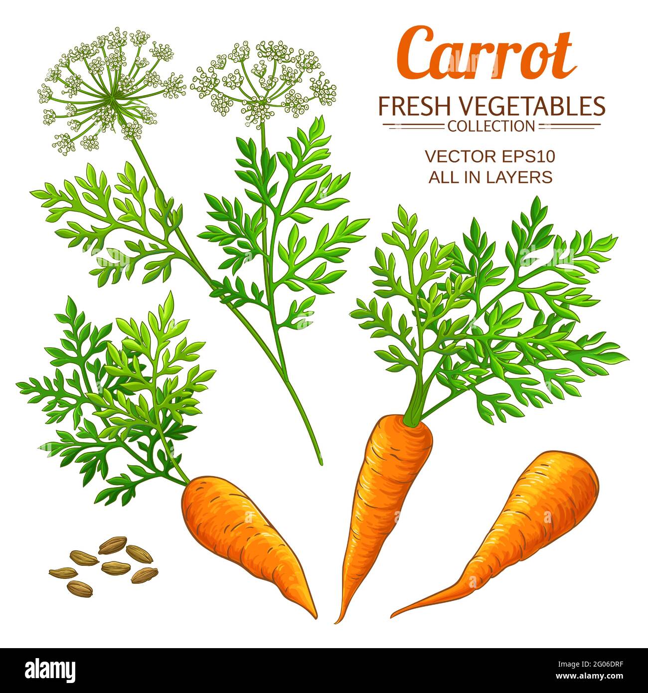 carrot set on white background Stock Vector