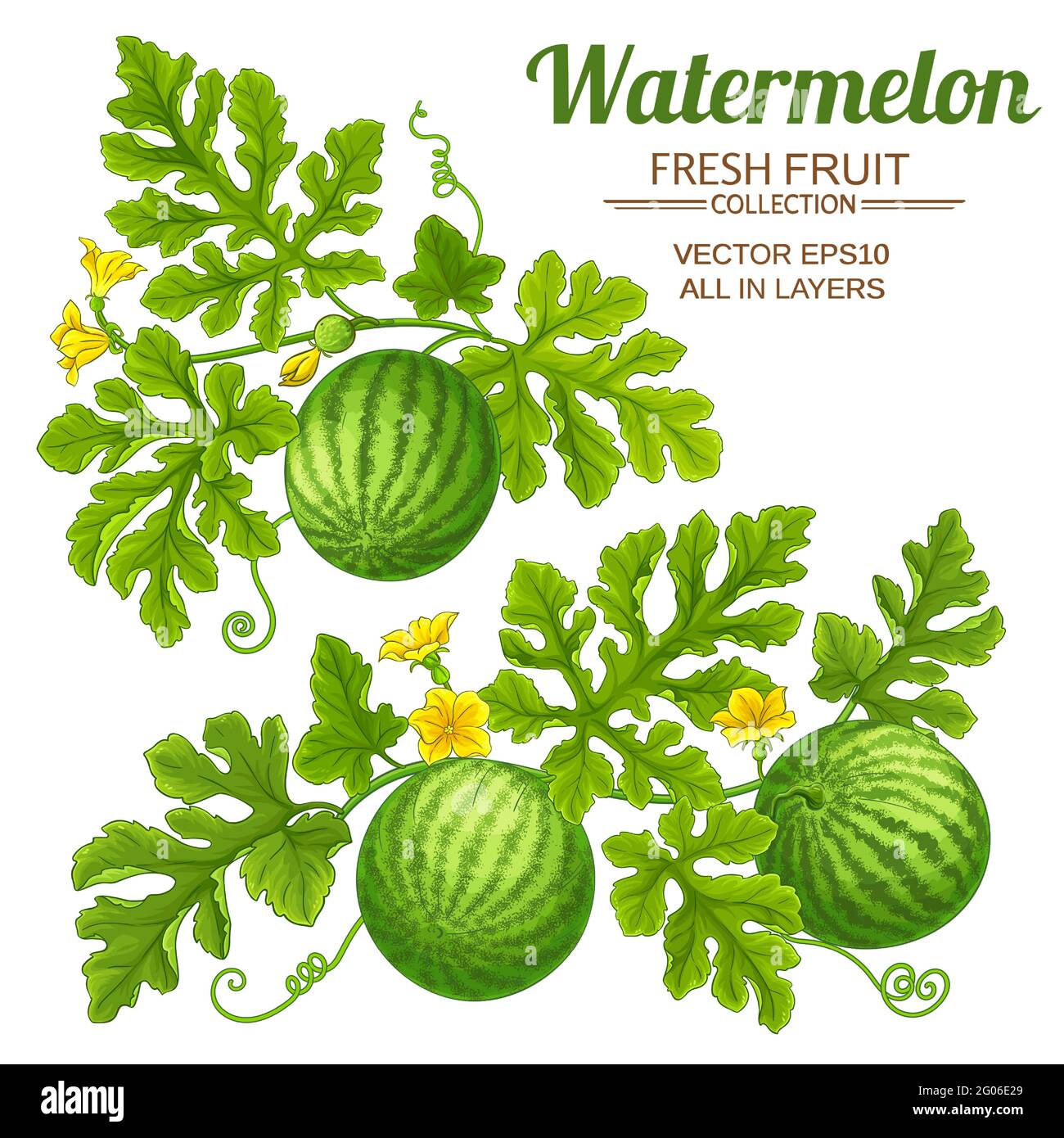 watermelon set on white background Stock Vector