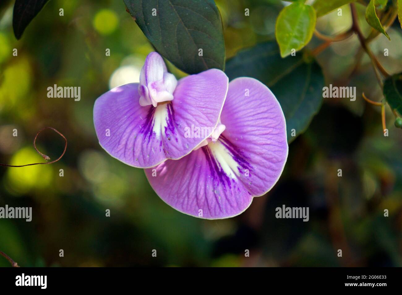 Lilac flowers on tropical rainforest Stock Photo