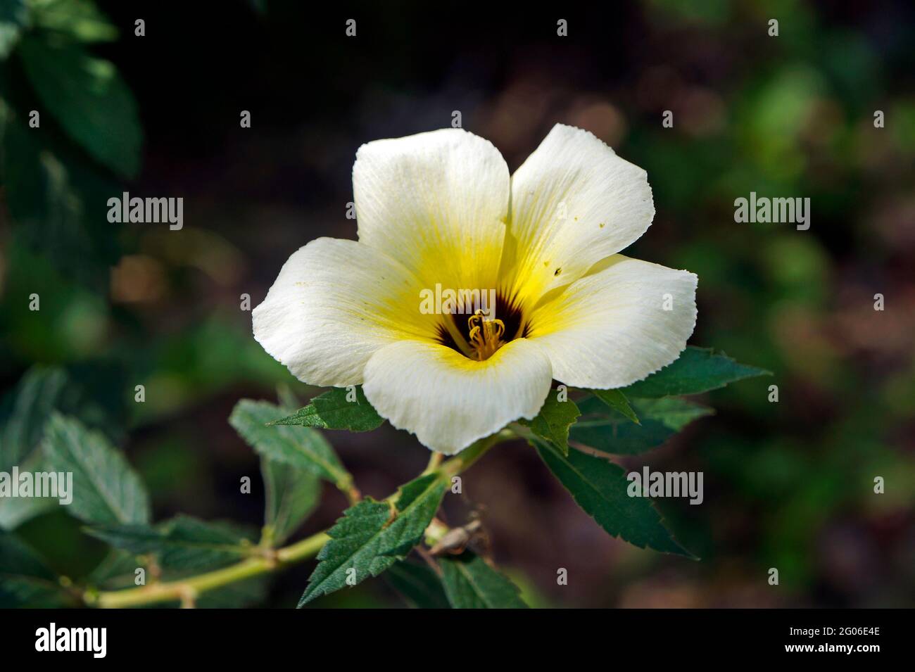 White buttercup or sulphur alder flower (Turnera subulata) Stock Photo