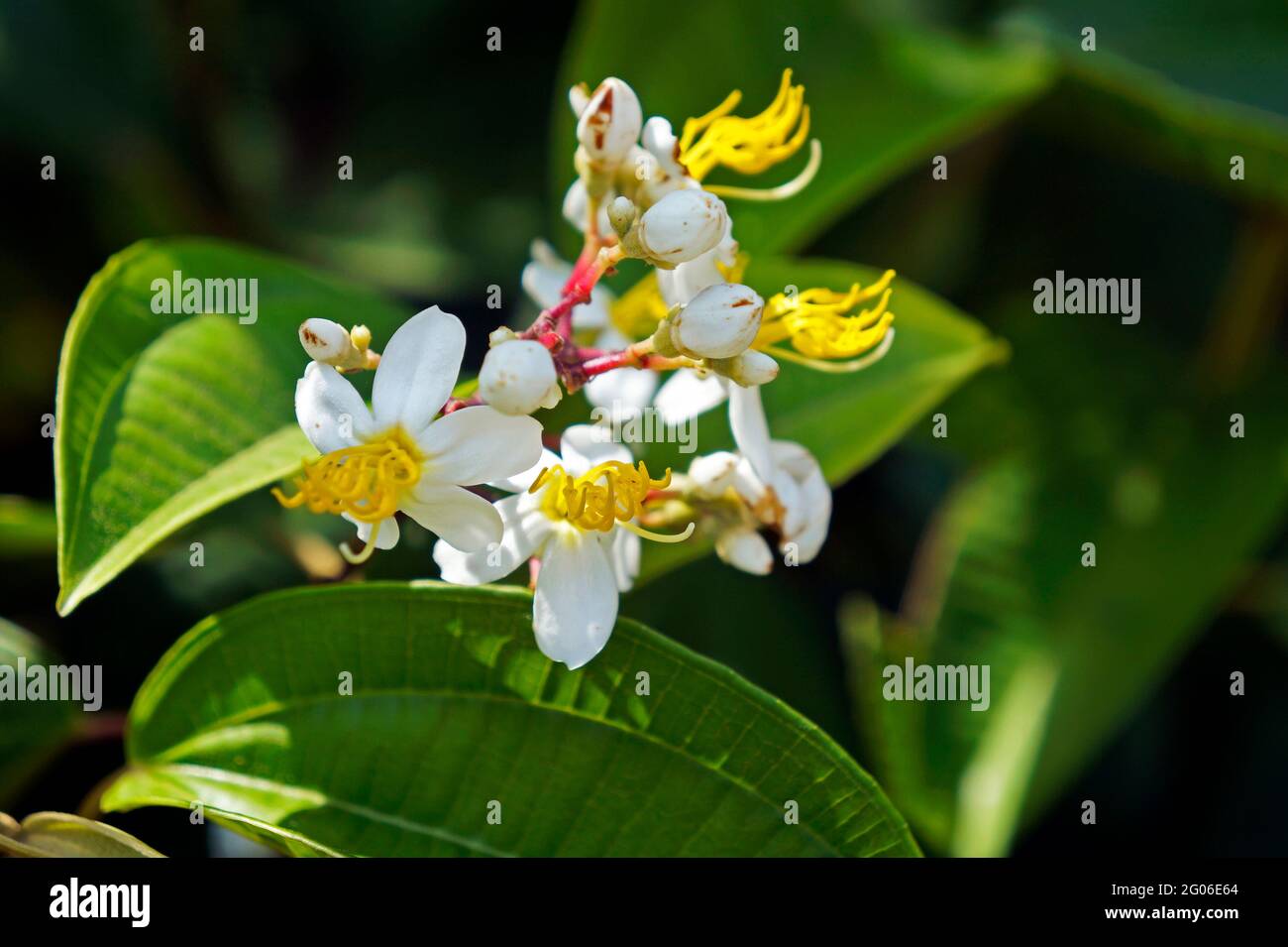 White flowers on tropical rainforest Stock Photo