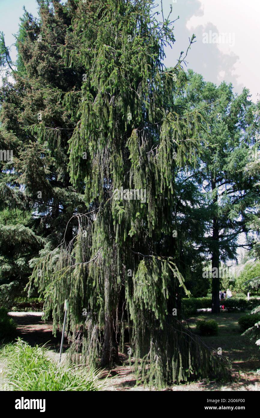 European spruce (Picea abies virgata) in dendrological garden - biodiversity concept Stock Photo