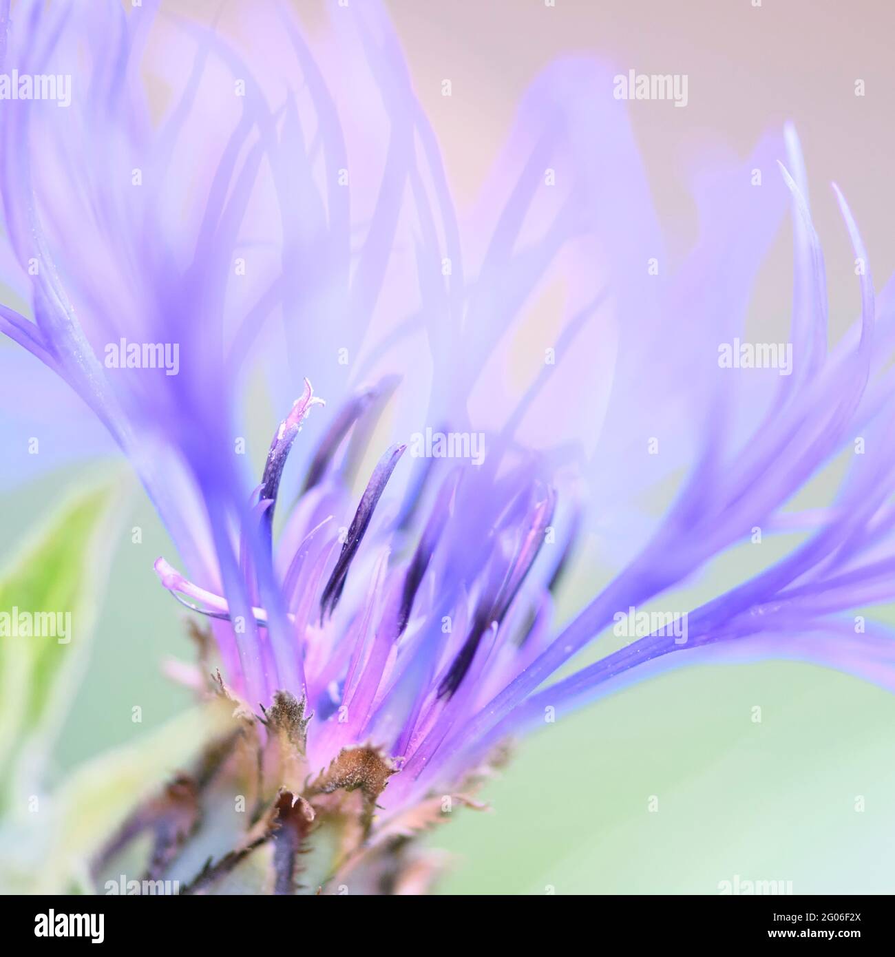 A close up of flower head of a gorgeous Perennial Cornflower (Centaurea montana) Stock Photo