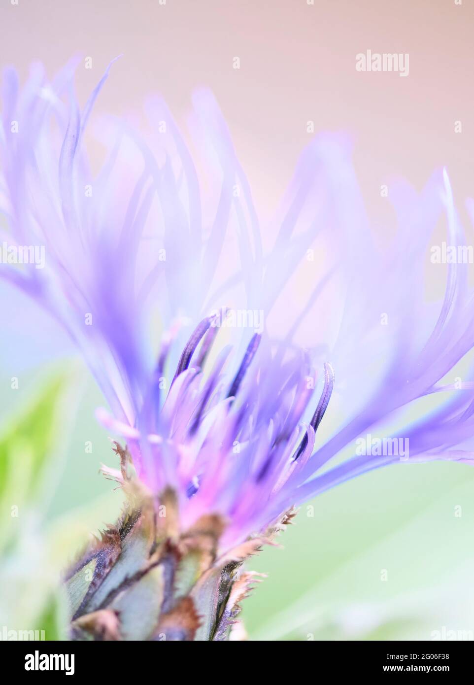 A close up of flower head of a gorgeous Perennial Cornflower (Centaurea montana) Stock Photo