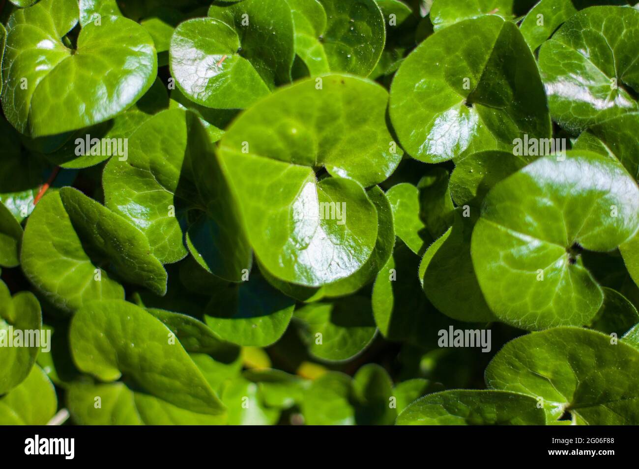 Top view of cleft hoof plants with green leaves growing in the forest ...