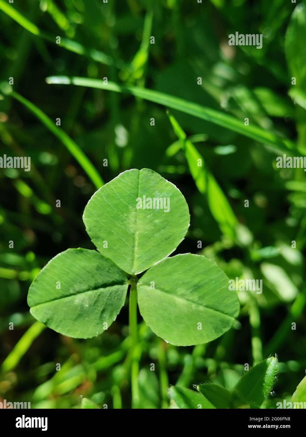 Vertical closeup shot of a three-leaved clover on a meadow Stock Photo