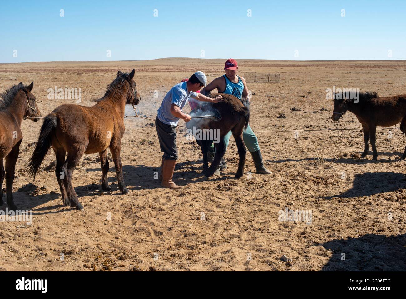 Foal or Colt branding. In September-October nomadic families brand young horse with hot stamp to demonstrate ownership. Dorno-Gobi Aimag. Mongolia Stock Photo