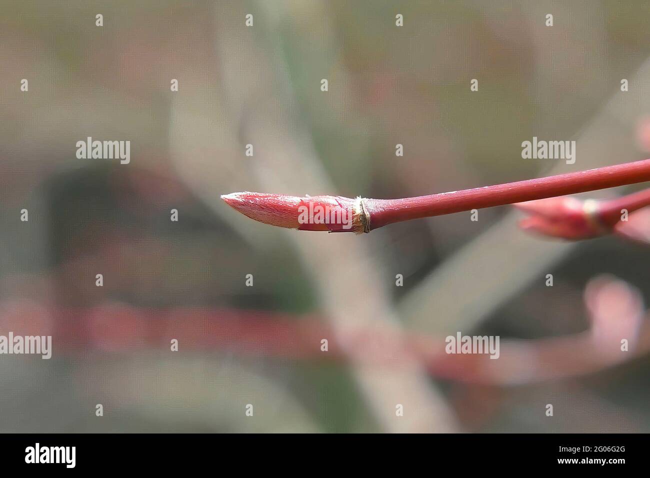 Shallow depth of field shot of the Japanese maple buds already blooming ...