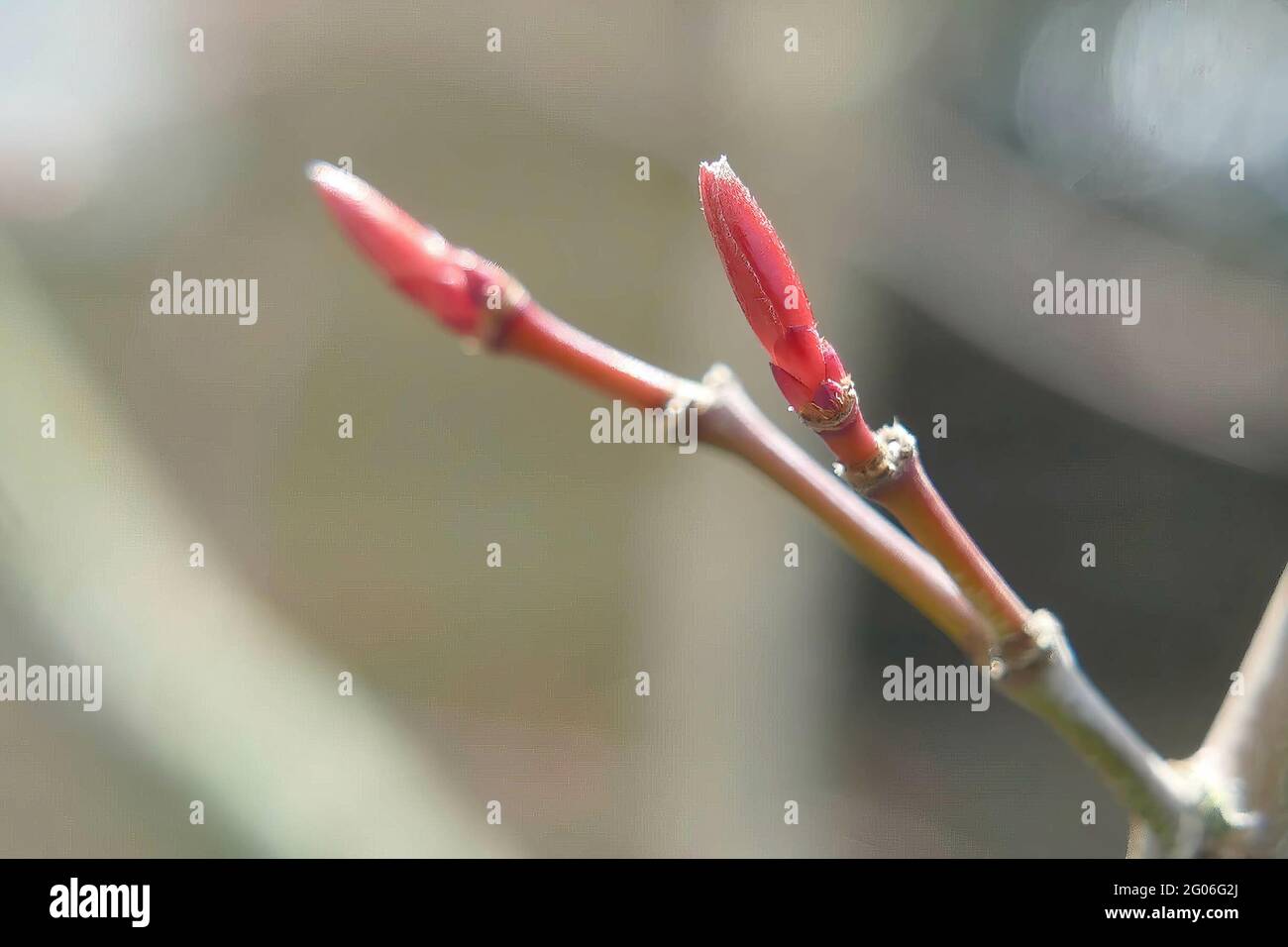 Shallow depth of field shot of the Japanese maple buds already blooming ...