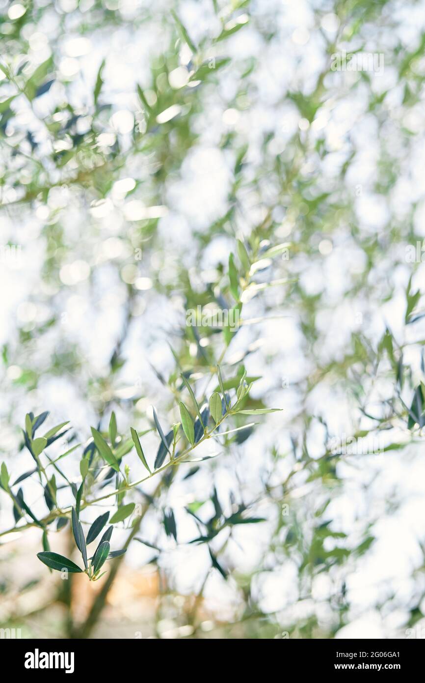 Branches of a green tree with leaves. Close-up Stock Photo - Alamy