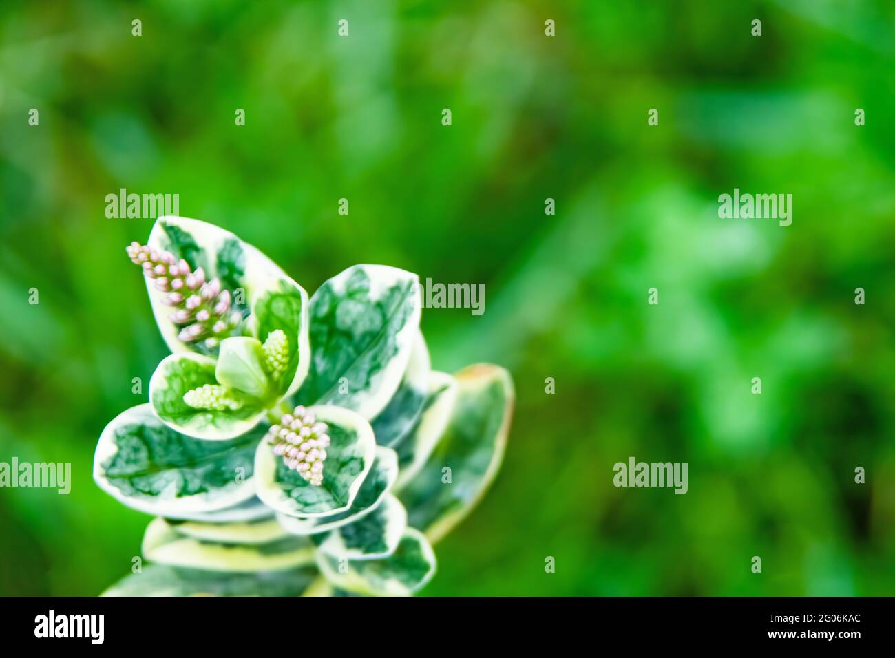 Hebe veronica plant and green leaves with purple flowers in nature