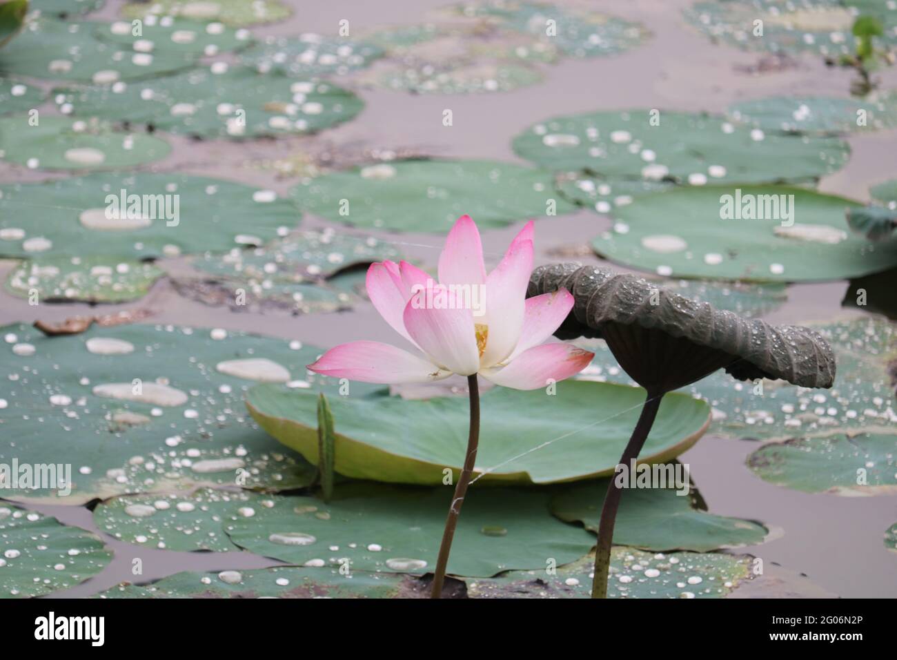 The beautiful lotus flower ponds Stock Photo Alamy