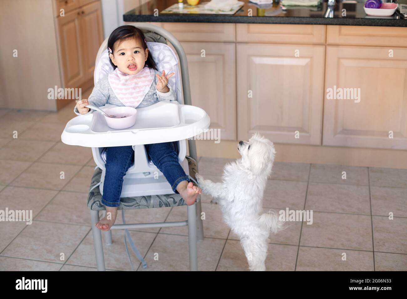 Asian Chinese kid girl sitting in high chair eating soup with spoon. Cute hungry dog pet asking for food treat. Toddler eating independently in kitche Stock Photo