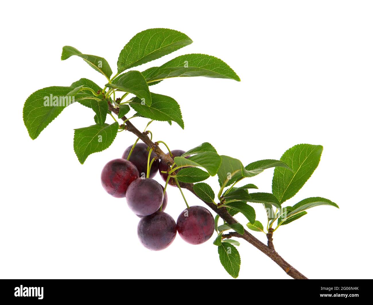 Mirabelle plum branch with ripe fruits isolated on white background. Prunus domestica subsp