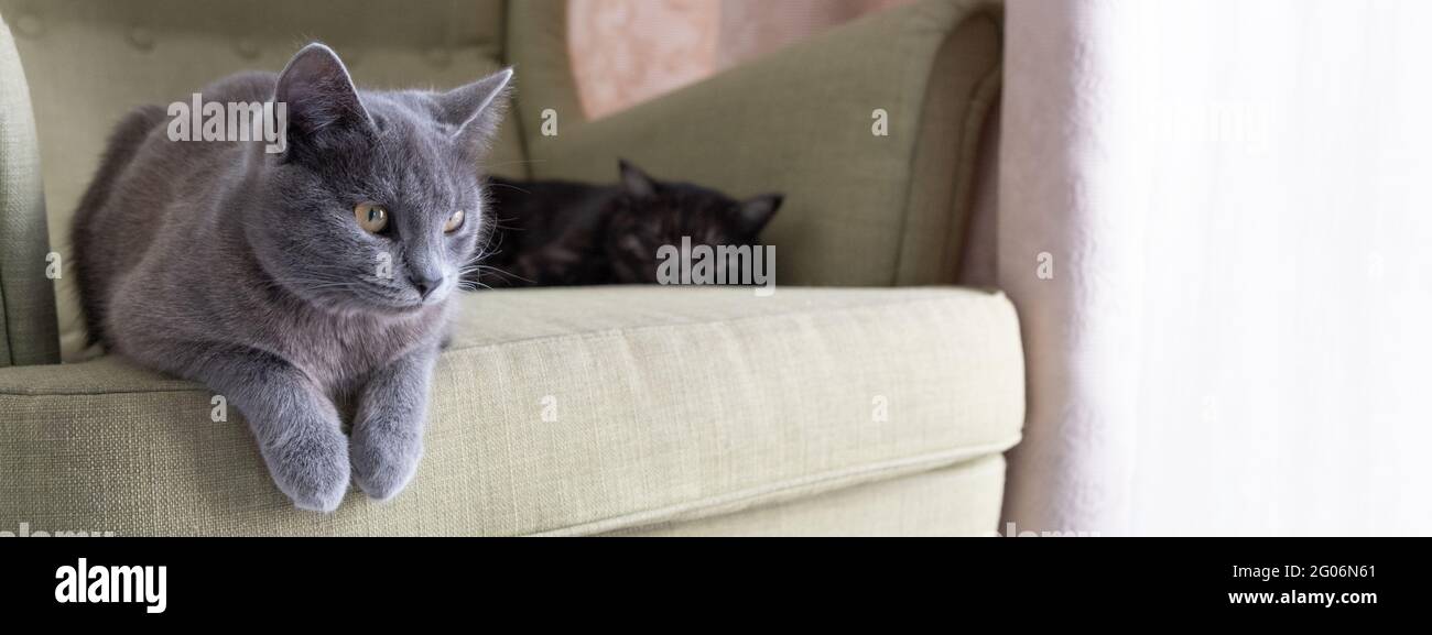 how to feed two cats