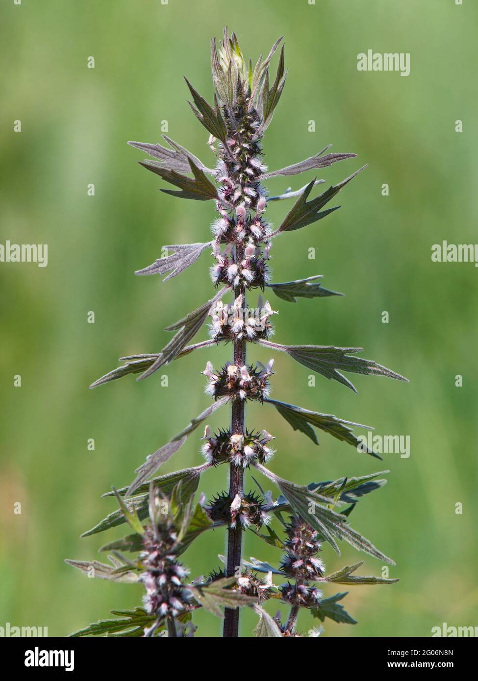 Motherwort blooming plant, Leonurus cardiaca Stock Photo