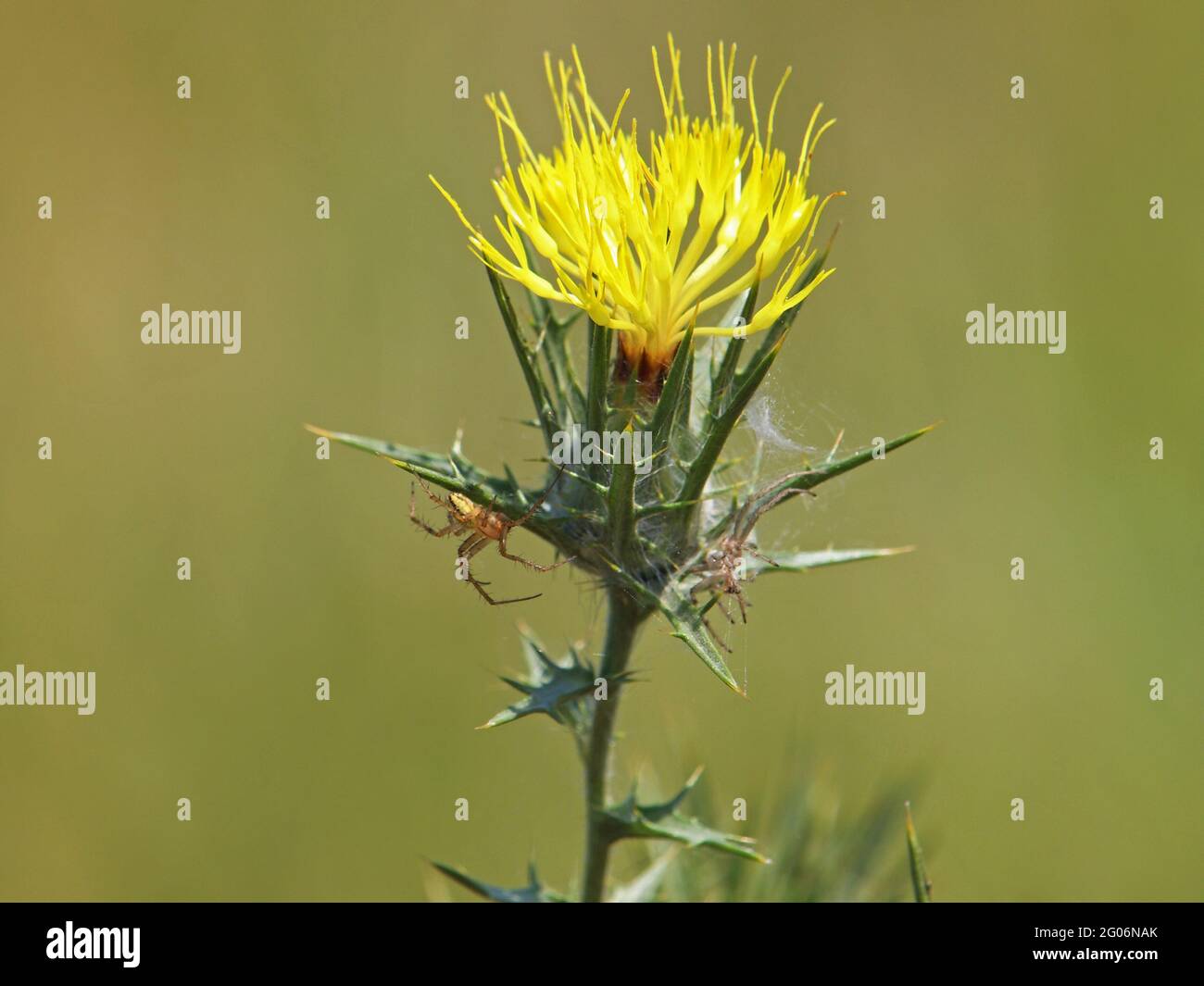 Yellow flower of woolly distaff thistle, Carthamus lanatus Stock Photo