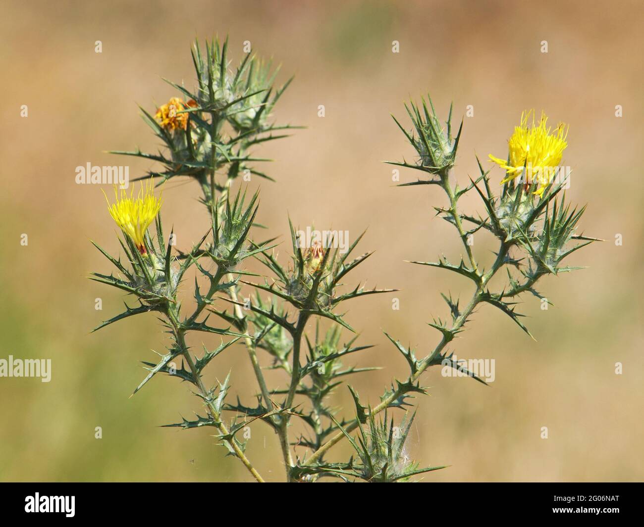 Yellow flower and buds of woolly distaff thistle, Carthamus lanatus Stock Photo