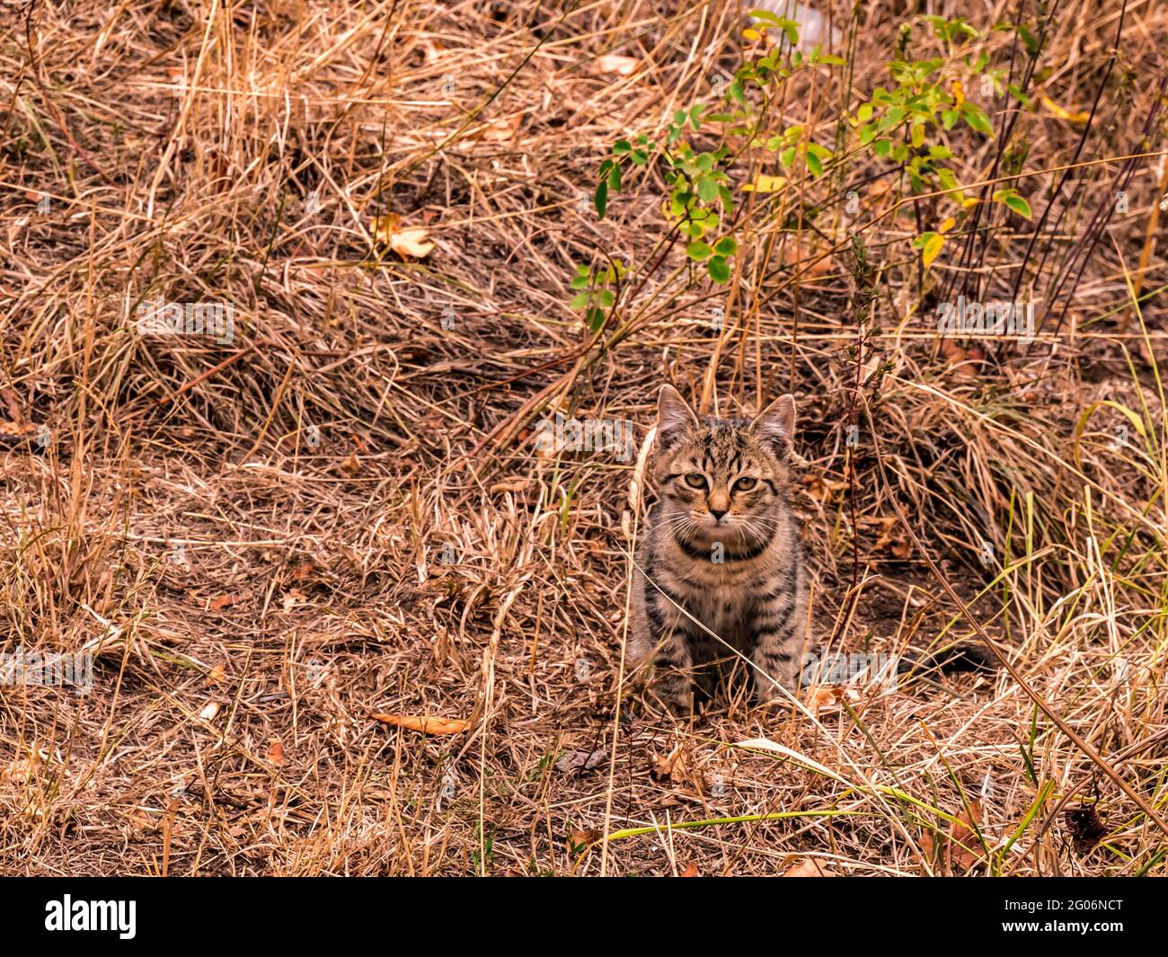 Little kitten sitting on a dry lawn Stock Photo - Alamy