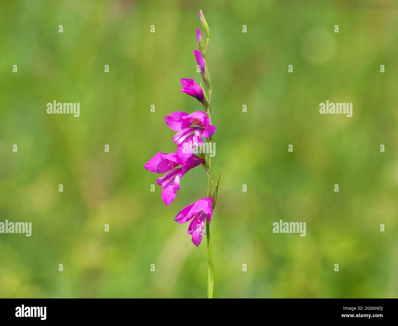Purple flower of Turkish marsh gladiolus, Gladiolus imbricatus Stock Photo
