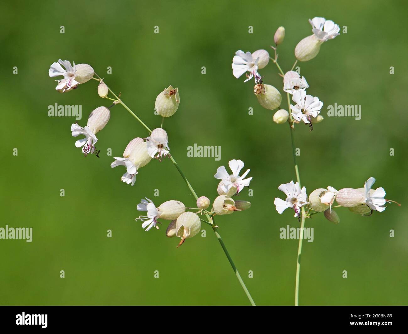 White flowers of bladder campion on the meadow, Silene vulgaris Stock Photo