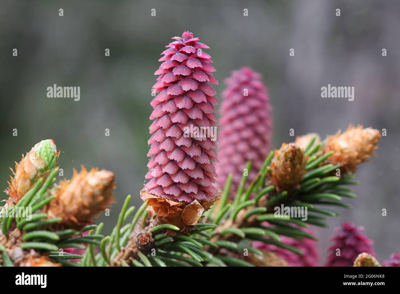 Picea Abies The Norway Spruce Or European Spruce Erect Red Female Inflorescences Commonly Called Cones Stock Photo Alamy