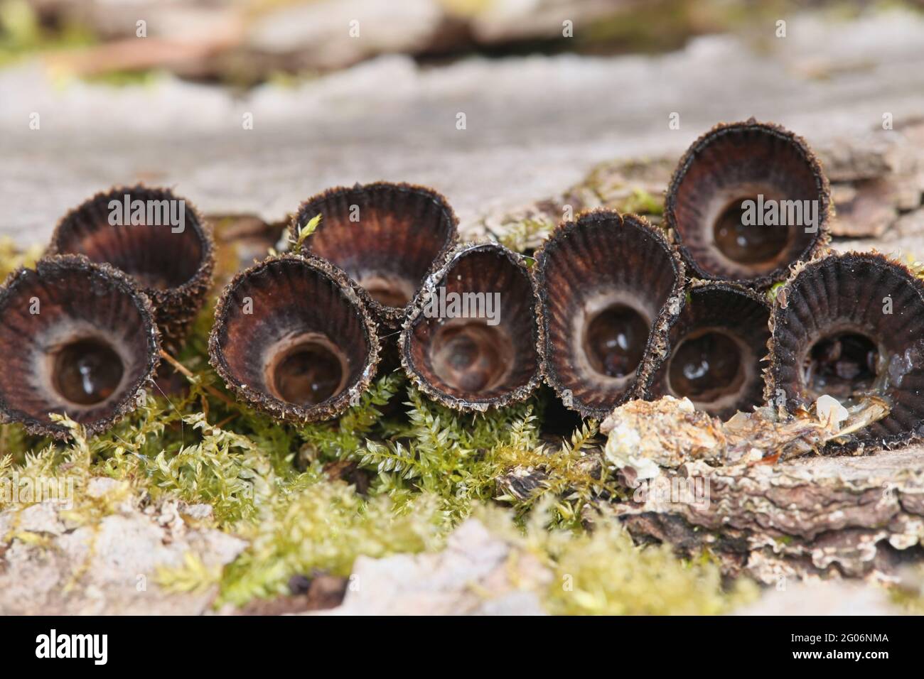 Cyathus striatus, known as the fluted bird's nest fungus or splash cup