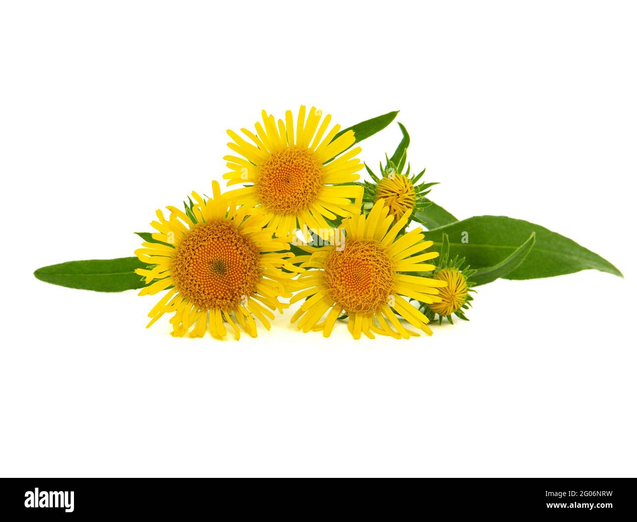 Yellow flower of meadow fleabane or British yellowhead, Inula britannica Stock Photo