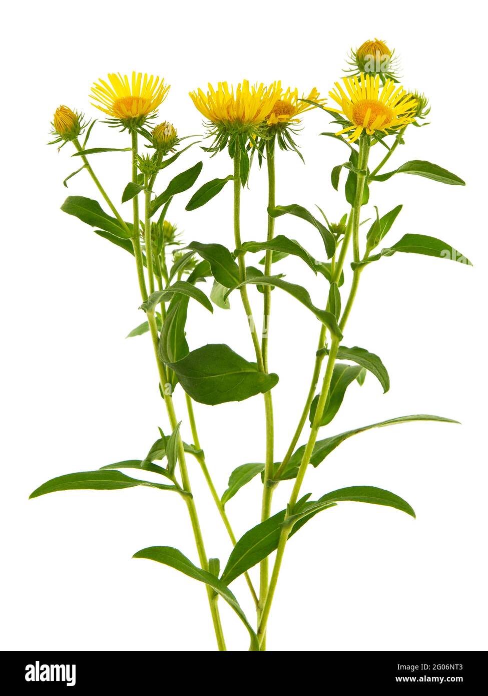 Yellow flower of meadow fleabane or British yellowhead, Inula britannica Stock Photo