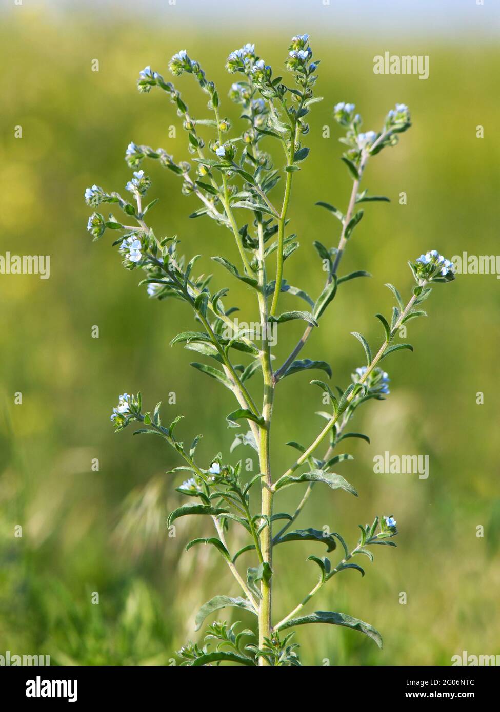 Blooming plant of European stickseed, Lappula squarrosa Stock Photo