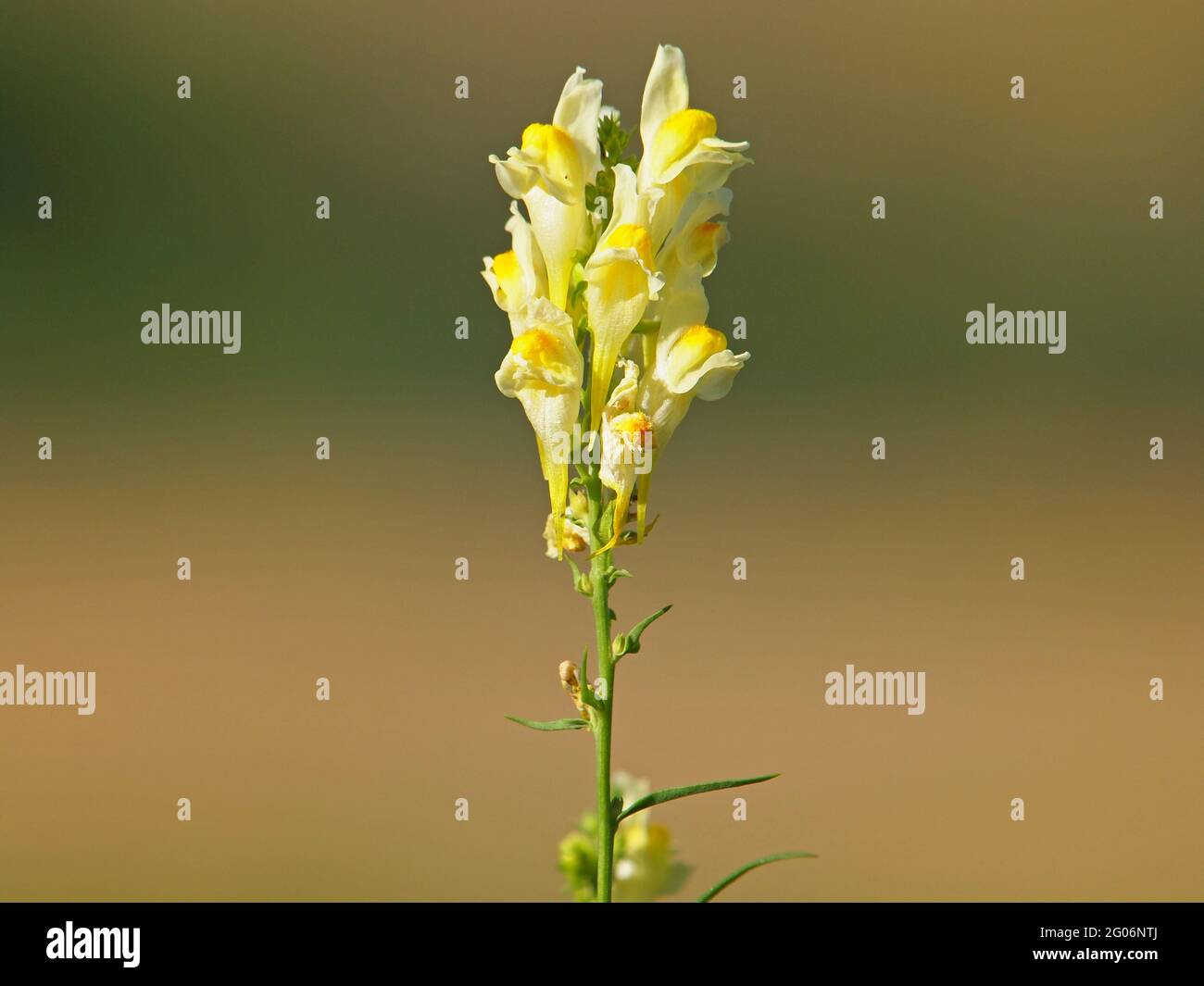 Yellow flower of toadflax or butter-and-eggs, Linaria vulgaris Stock Photo