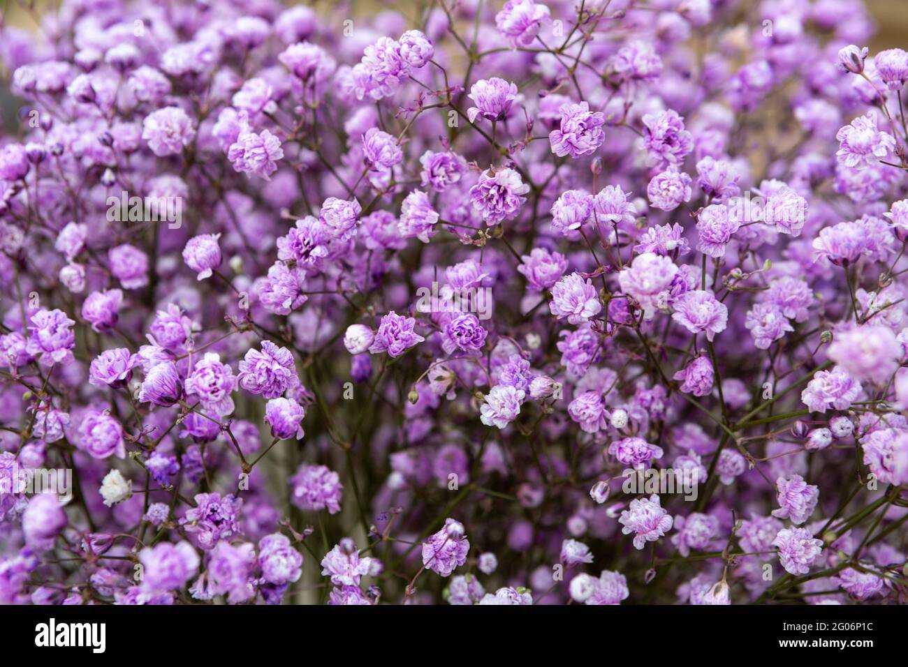 Purple Flowers Of Sweet Alyssum High Resolution Stock Photography and ...
