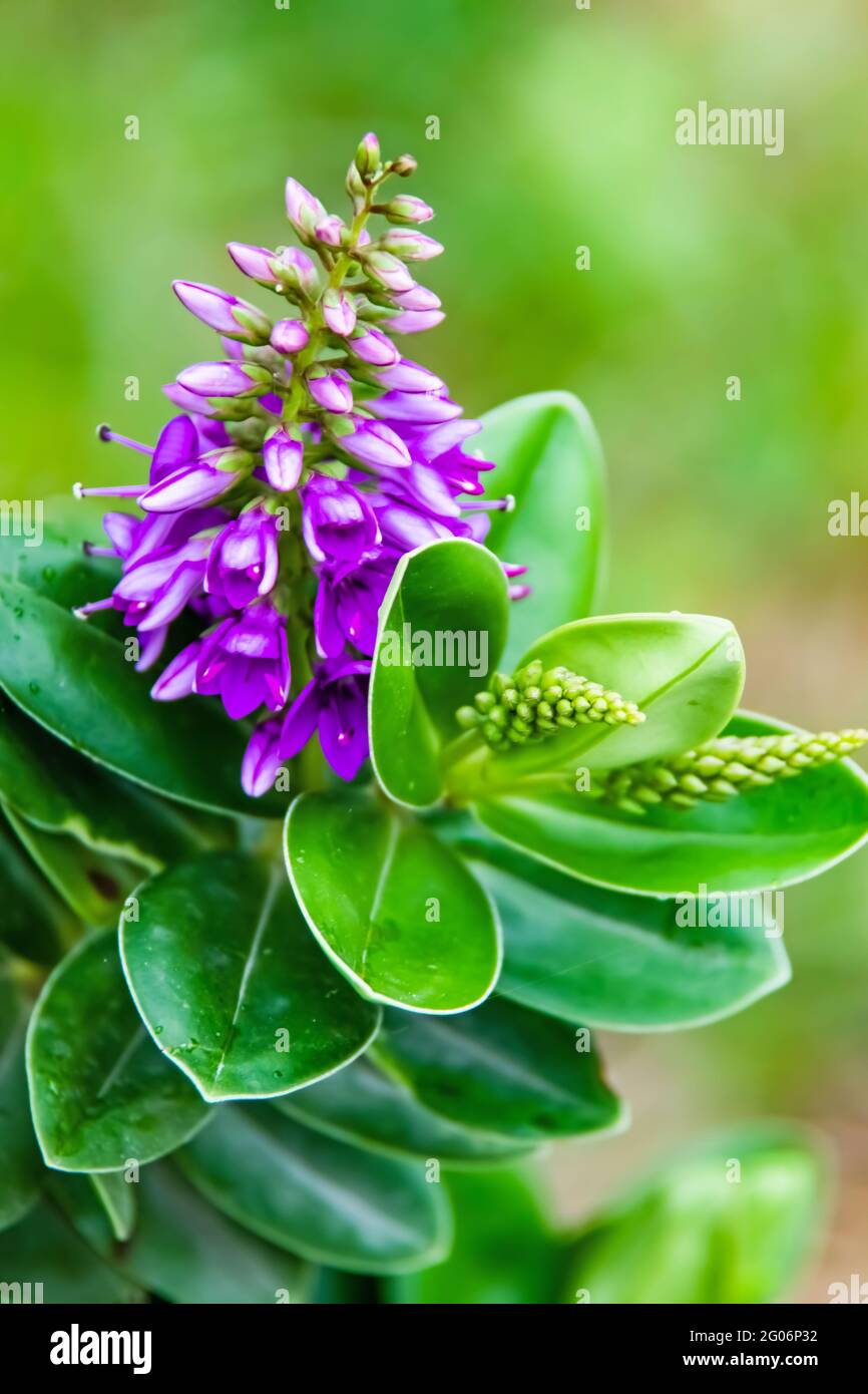 Hebe veronica plant and green leaves with purple flowers in nature