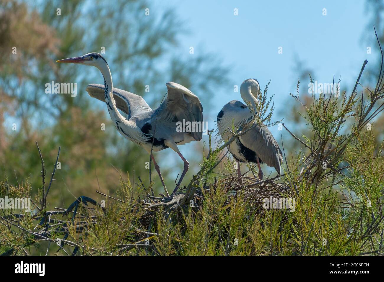 Close up of a couple of grey heron in their nest in the Camargue national park, France Stock Photo