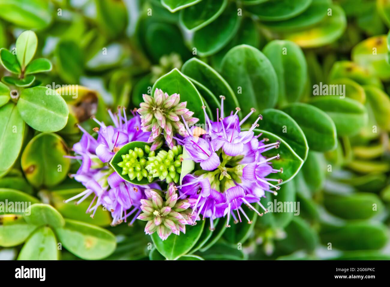 Hebe veronica plant and green leaves with purple flowers in nature