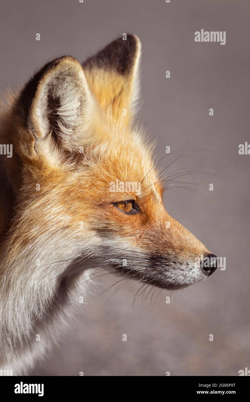 Red Fox Portrait- (Vulpes vulpes) in natural habitat- a truly wild (non ...