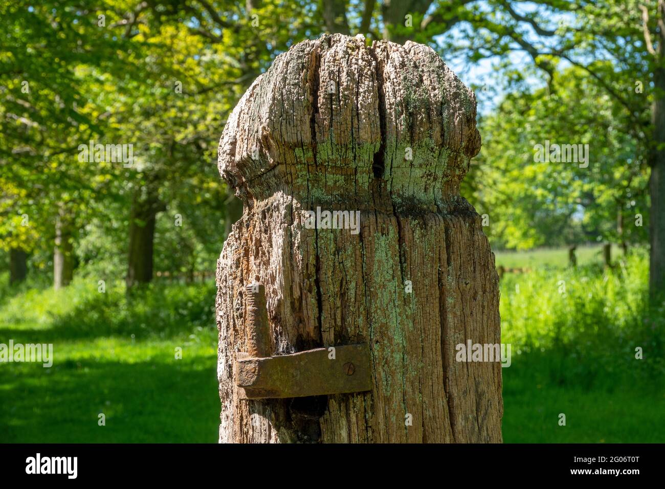 Close up of an old gnarled semi rotten timber gate post with remaining rusting hinge against a green and leafy background Stock Photo